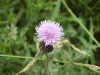 Creeping Thistle (Cirsium arvense)
