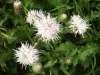 Creeping Thistle (Cirsium arvense)