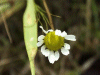 Scentless Mayweed (Matricaria perforata)
