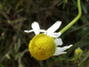 Scentless Mayweed (Matricaria perforata)