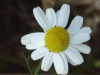 Scentless Mayweed (Matricaria perforata)