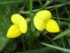 Common Bird's-foot trefoil (Lotus corniculatus)