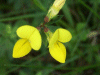 Common Bird's-foot trefoil (Lotus corniculatus)