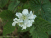 Bramble/Blackberry flower (Rubus fruticosus agg)