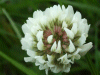 White Clover/Dutch Clover (Trifolium repens)