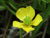 Meadow Buttercup (Ranunculus acris)