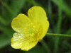Meadow Buttercup (Ranunculus acris)