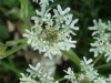 Hogweed (Heracleum sphondylium)