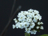 Yarrow (Achillea millefolium)