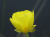Meadow Buttercup (Ranunculus acris) 