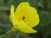 Meadow Buttercup (Ranunculus acris)