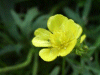 Meadow Buttercup (Ranunculus acris)