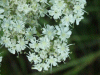 Hogweed (Heracleum sphondylium)
