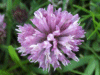 Red Clover (trefolium repens)