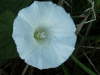 Field Bindweed (Convolvulus arvensis)