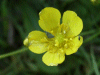 Meadow Buttercup (Ranunculus acris)