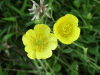 Meadow Buttercup (Ranunculus acris)
