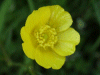Meadow Buttercup (Ranunculus acris)