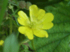 Meadow Buttercup (Ranunculus acris)