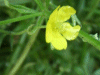 Meadow Buttercup (Ranunculus acris)