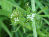 Heath Bedstraw (Galium saxatile)