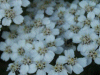 Yarrow (Achillea millefolium)