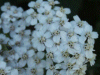 Yarrow (Achillea millefolium)