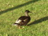A Mallard duck of Daresbury