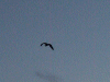 Heron flying high