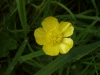 Meadow Buttercup (Ranunculus acris)