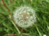 Dandelion type seedhead