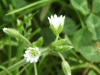 Possibly Common Mouse-ear (Cerastium fontanum) 