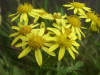 Oxford Ragwort (Senecio squalidus)