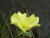 Large-Flowered Evening Primrose (Oenothera glazoviana)