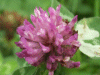 Red Clover (trefolium repens)