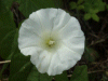 Field Bindweed (Convolvulus arvensis)