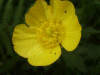 Meadow Buttercup (Ranunculus acris)