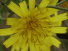Hawkweed Ox-tongue (Picris hieracioides)
