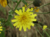 Hawkweed Ox-tongue (Picris hieracioides)