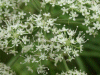 Ground Elder (Aegopodium podagraria)