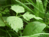Ground Elder (Aegopodium podagraria)