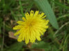 Hawkweed Ox-tongue (Picris hieracioides)