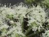 Ground Elder (Aegopodium podagraria)