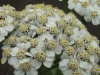 Yarrow (Achillea millefolium)