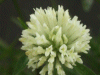 White Clover/Dutch Clover (Trifolium repens)