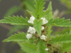 Gipsywort (Lycopus europaeus)