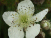 Bramble/Blackberry flower (Rubus fruticosus agg)