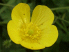 Meadow Buttercup (Ranunculus acris)