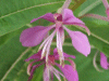 Rosebay Willowherb (Chamerion angustifolium)