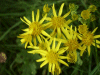 Common Ragwort (Senecio jacobaea)